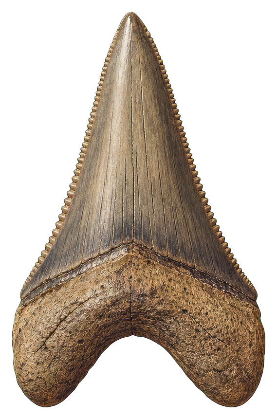 Preview for Megalodon Tooth Sticker
