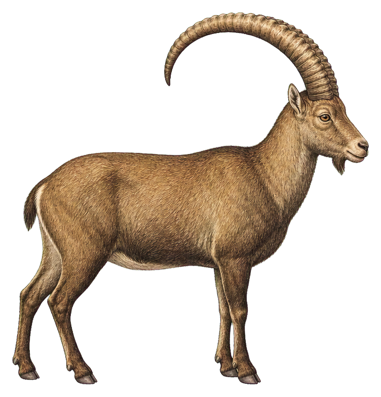 Preview for Alpine Ibex Sticker