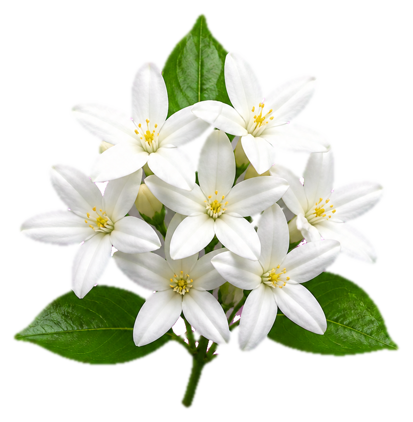 Preview for Moon White Jasmine Cluster Sticker