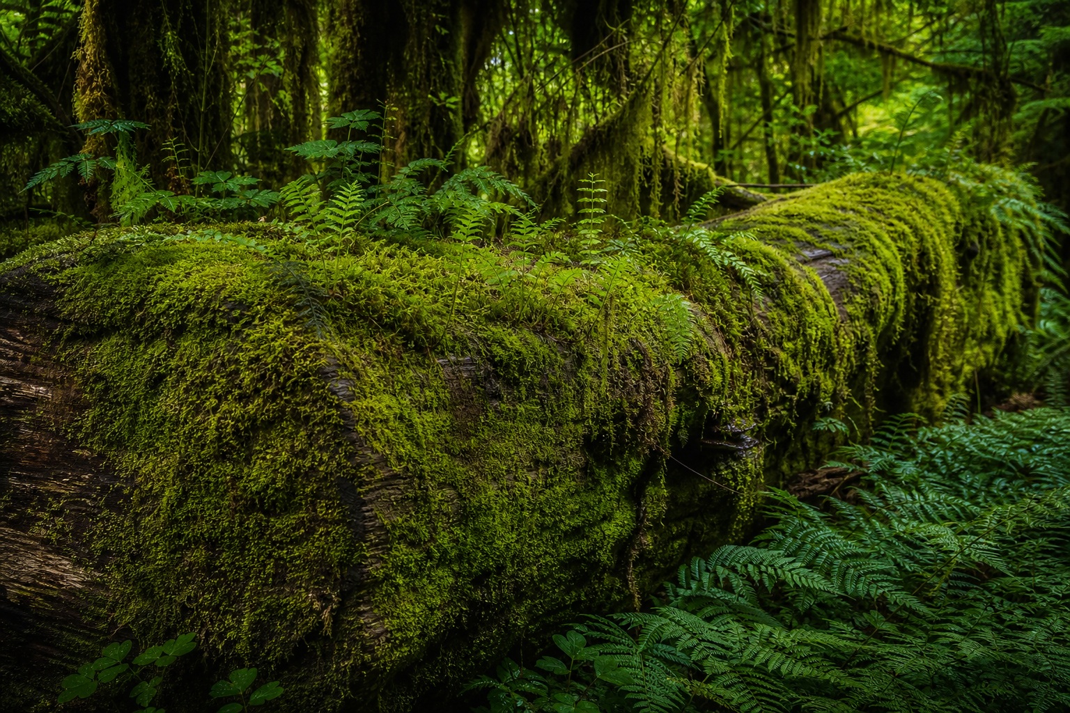 Preview for Mossy Rainforest Background Stock Image