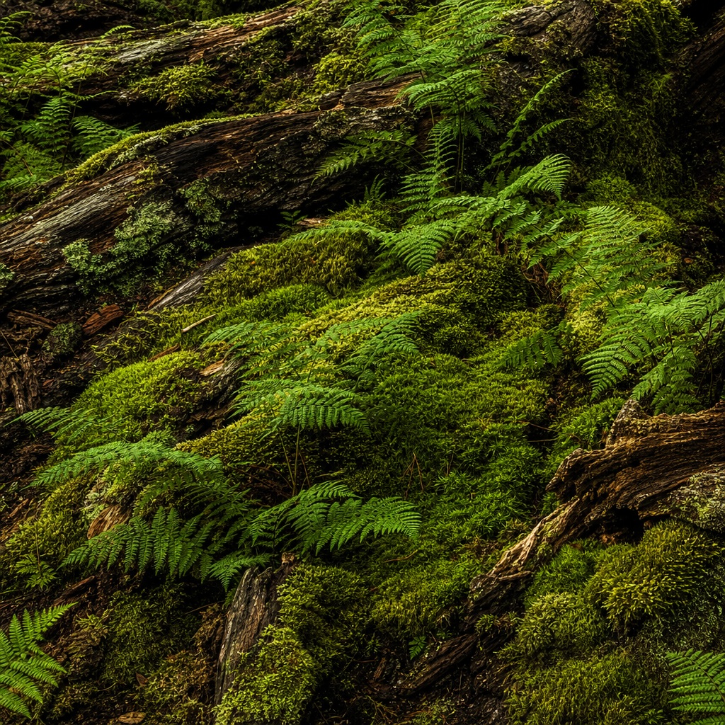 Preview for Moss Fern Forest Floor Background