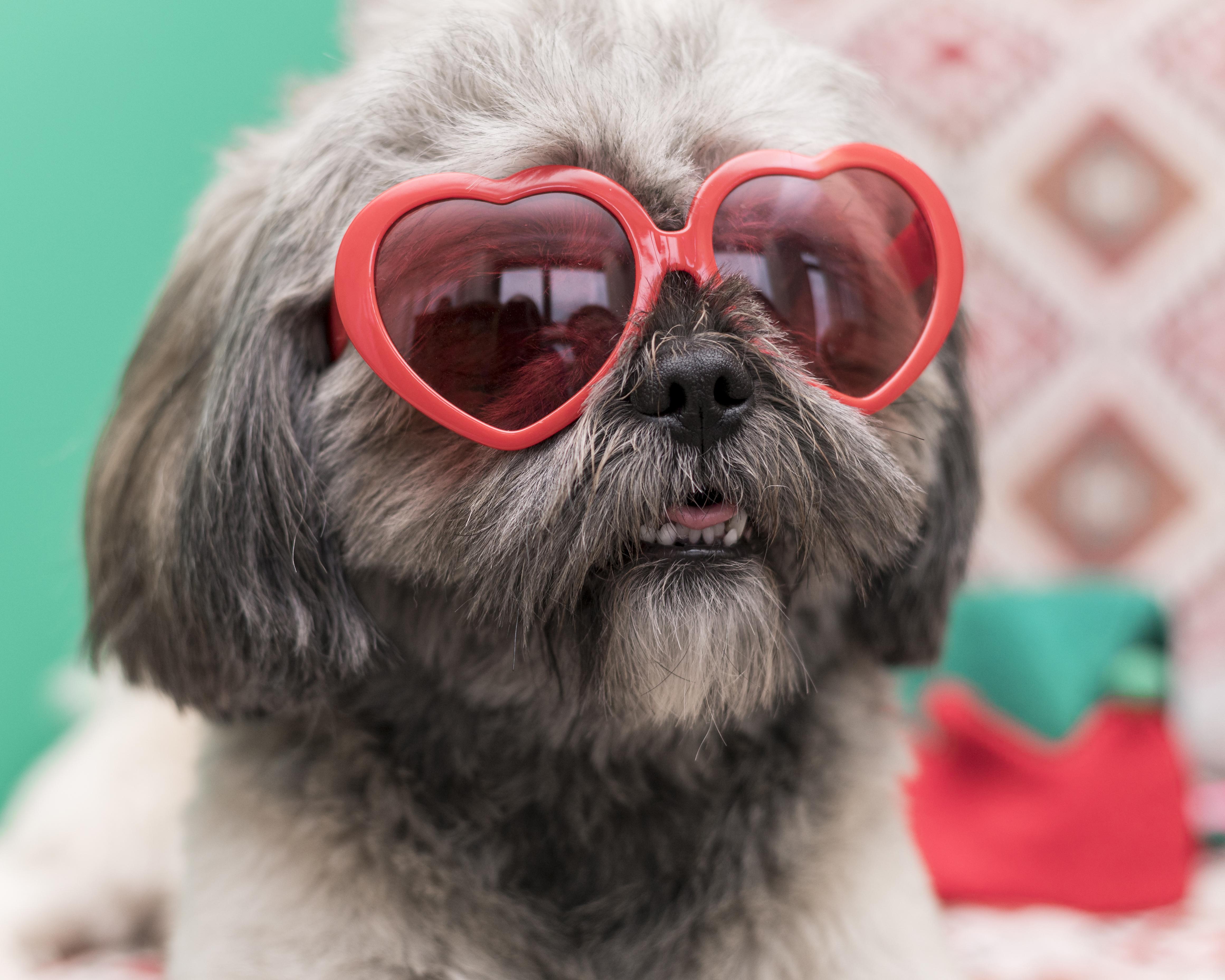 Preview for Dog-in-heart-shaped-sunglasses-dog-meme-background-4e731