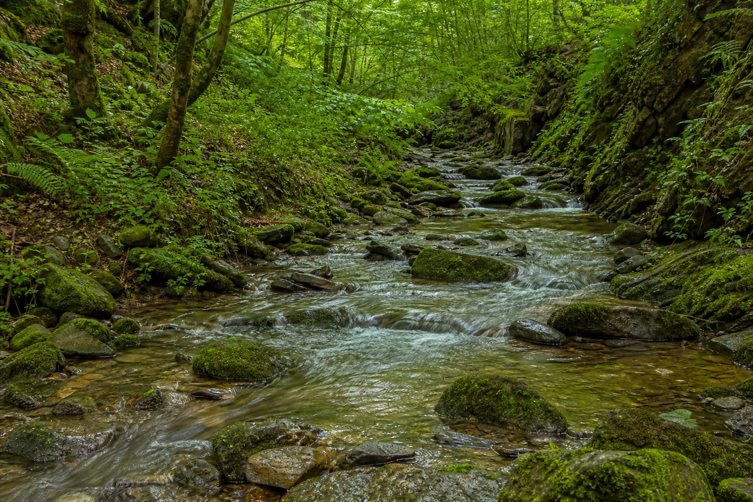 Preview for Mossy Forest Creek Background