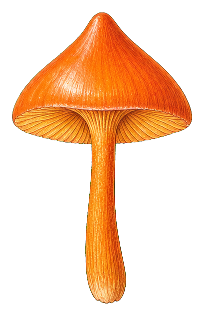 Orange waxcap mushroom with a slender stem and wide conical cap.