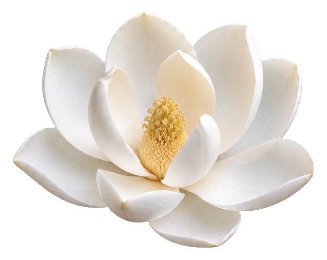 Preview for White Magnolia Sticker For Floral Designs