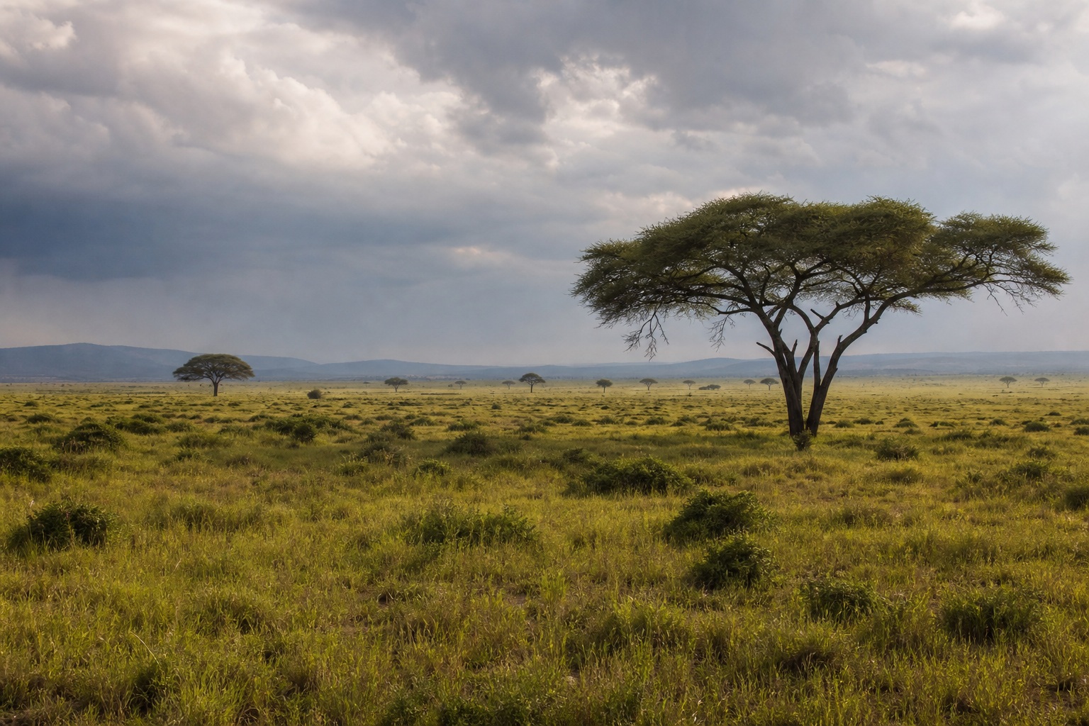 Preview for Soft Overcast Grassland Horizon Background