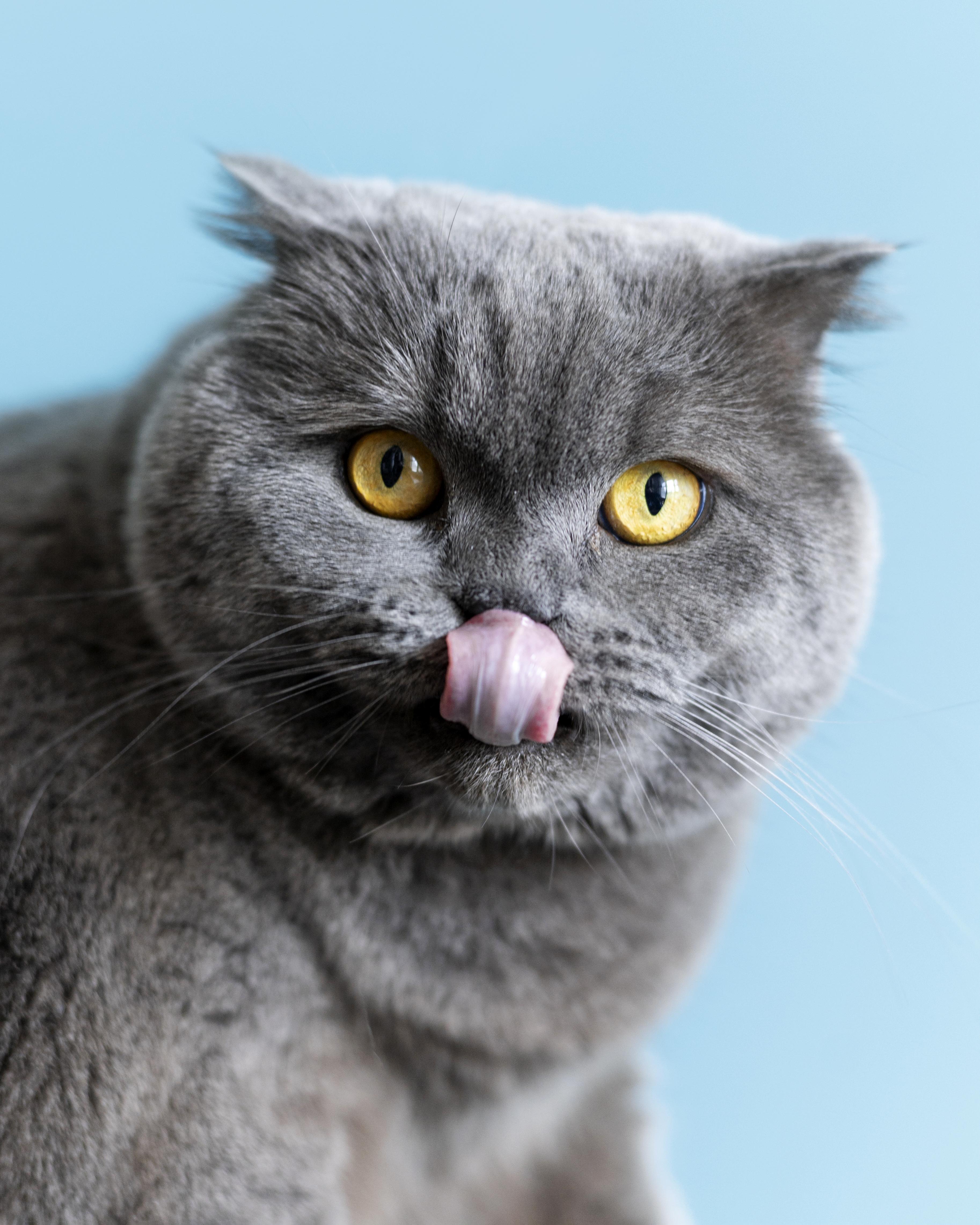 Preview for Gray-cat-tongue-out-portrait-cat-meme-background-e8c47