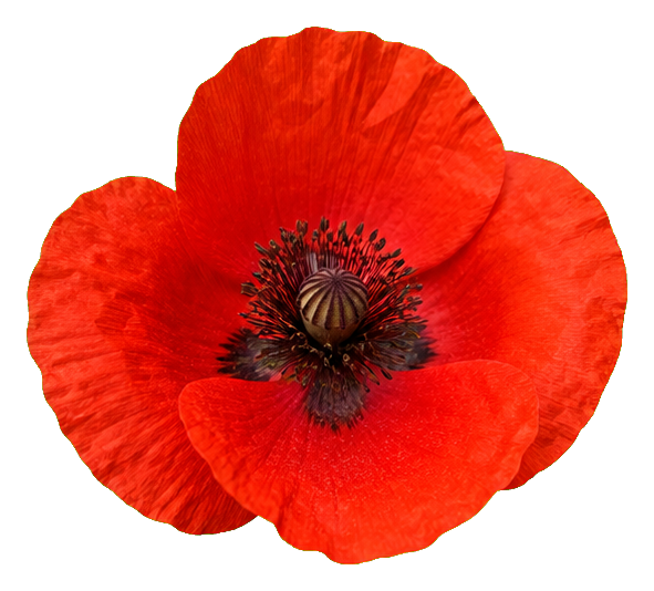 Preview for Photorealistic Scarlet Poppy Sticker