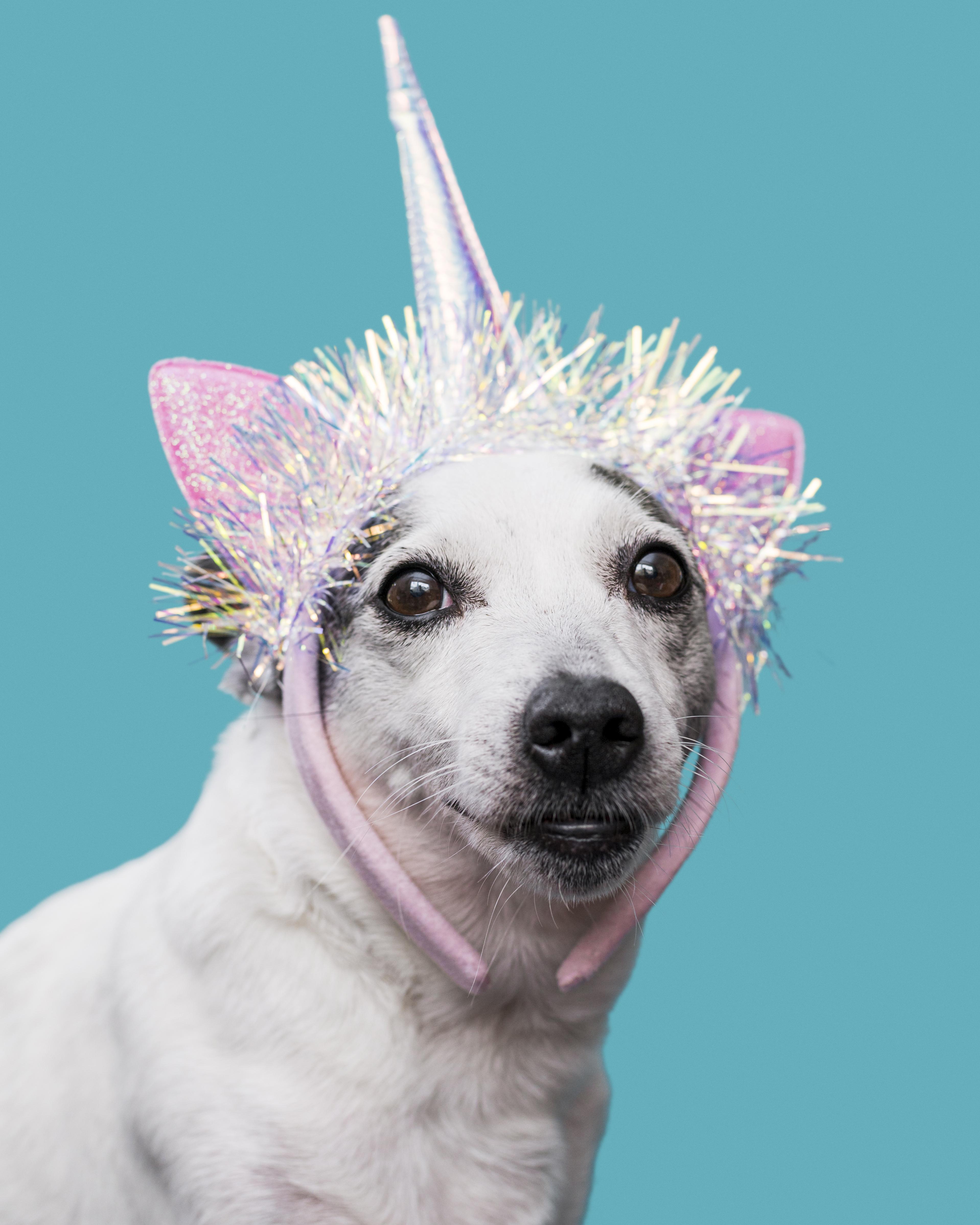 Preview for Unicorn-dog-costume-dog-meme-background-407fa