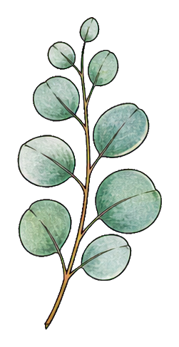 Preview for Eucalyptus Branch Sticker