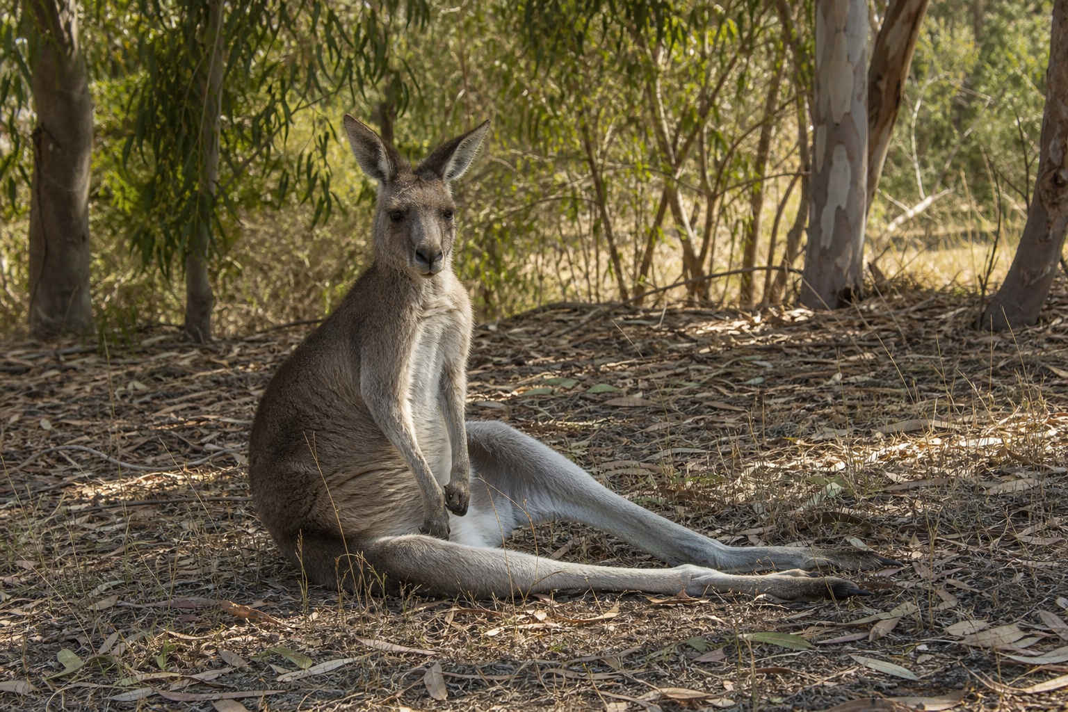 Preview for Kangaroo Woodland Background