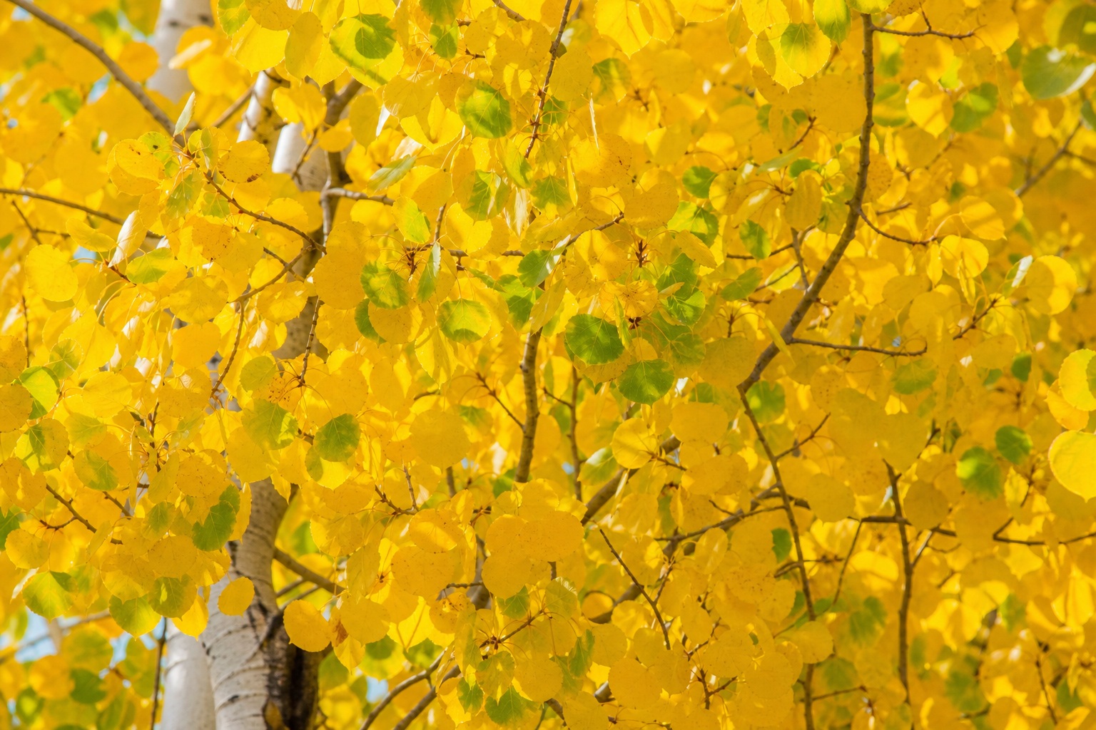 Preview for Yellow Aspen Leaves Background