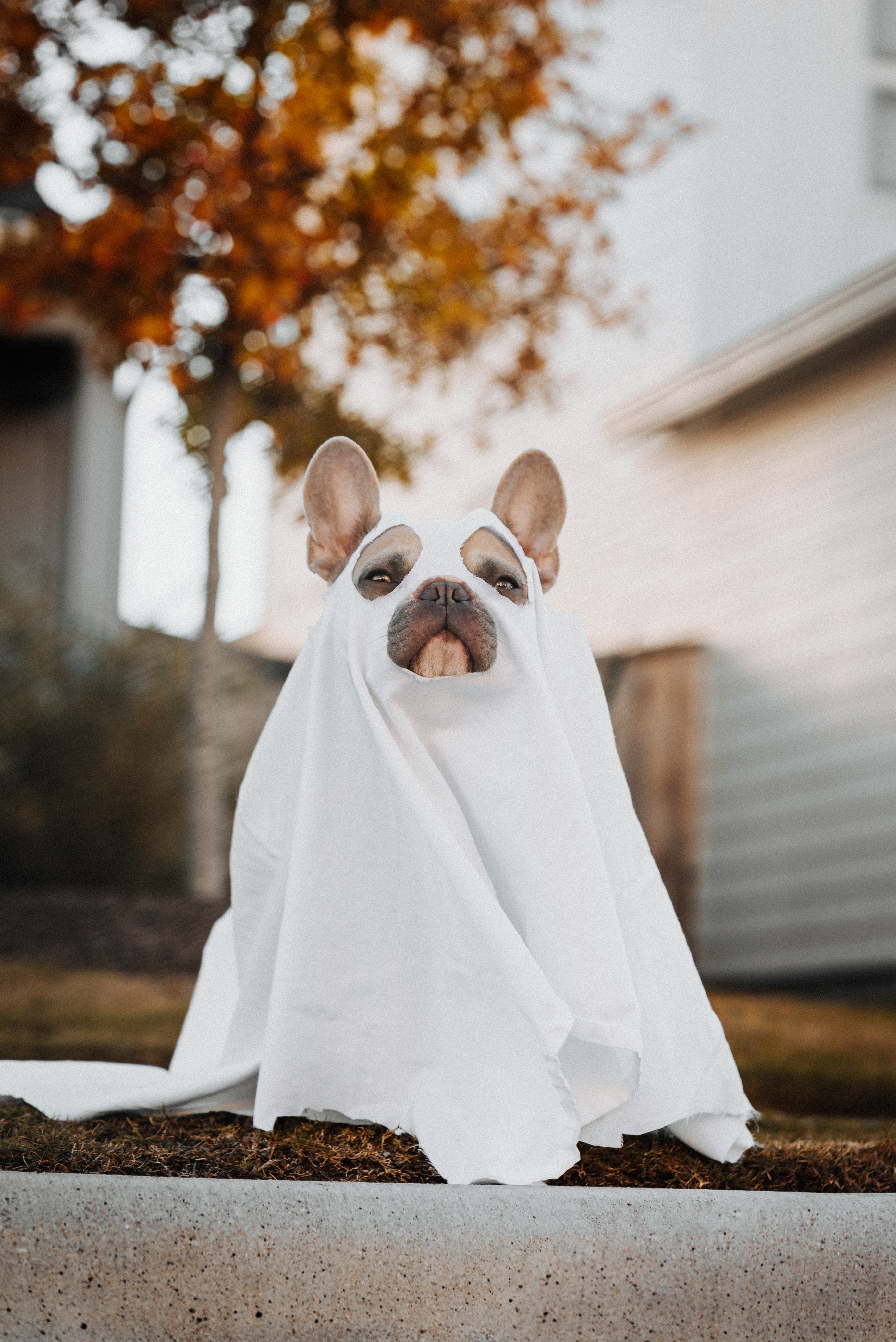 Preview for Halloween-ghost-dog-apparel-background-27cf3