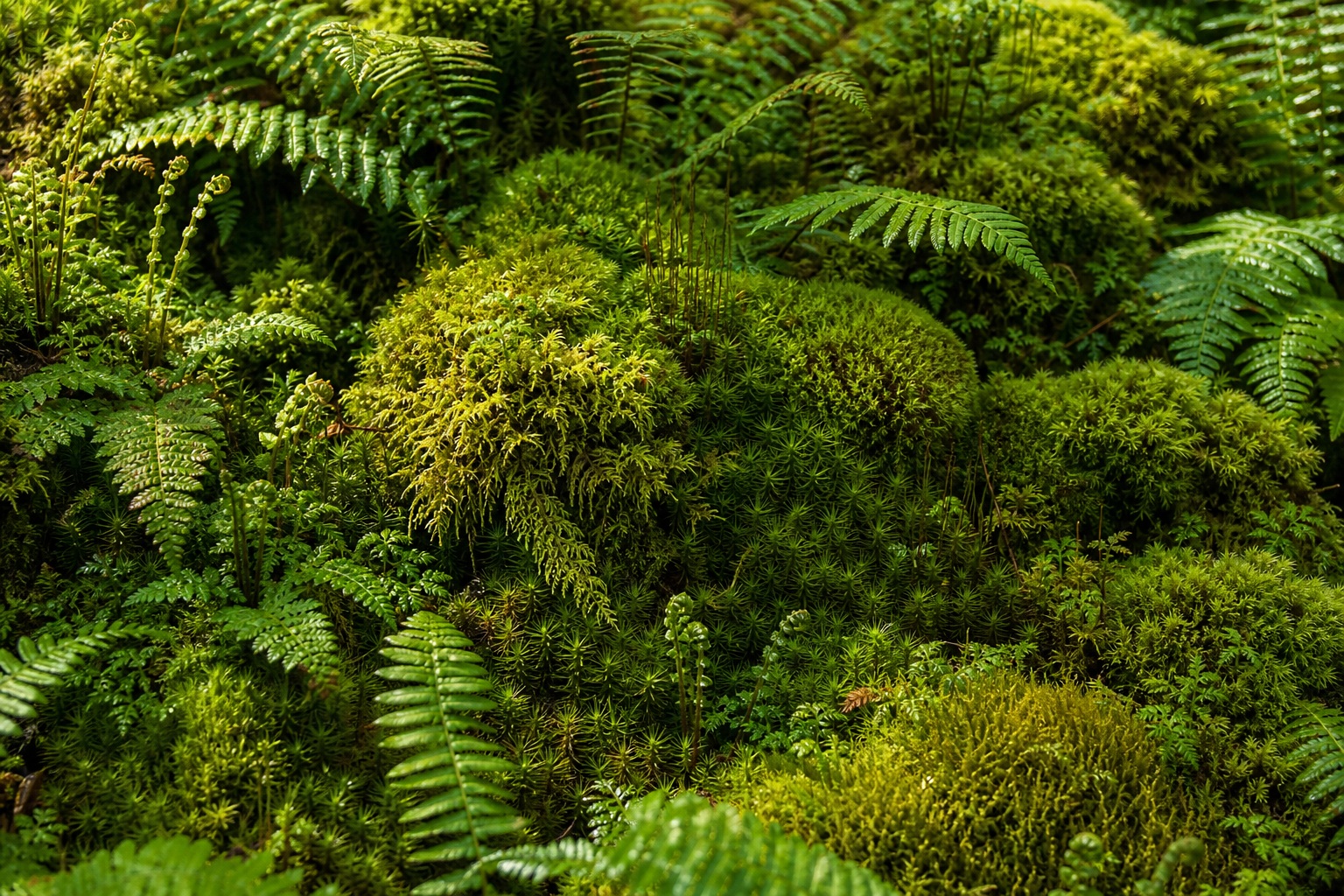 Preview for Cushion Moss Canopy Background