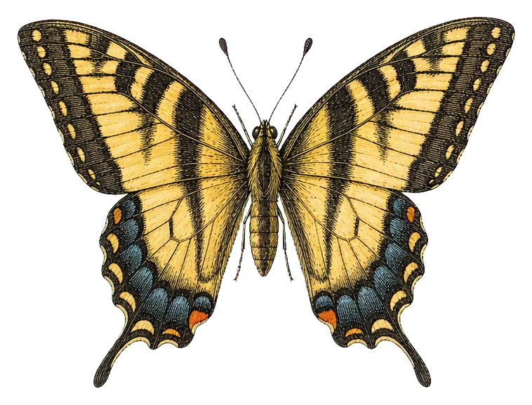 Preview for Giant Swallowtail Vintage Butterfly Sticker