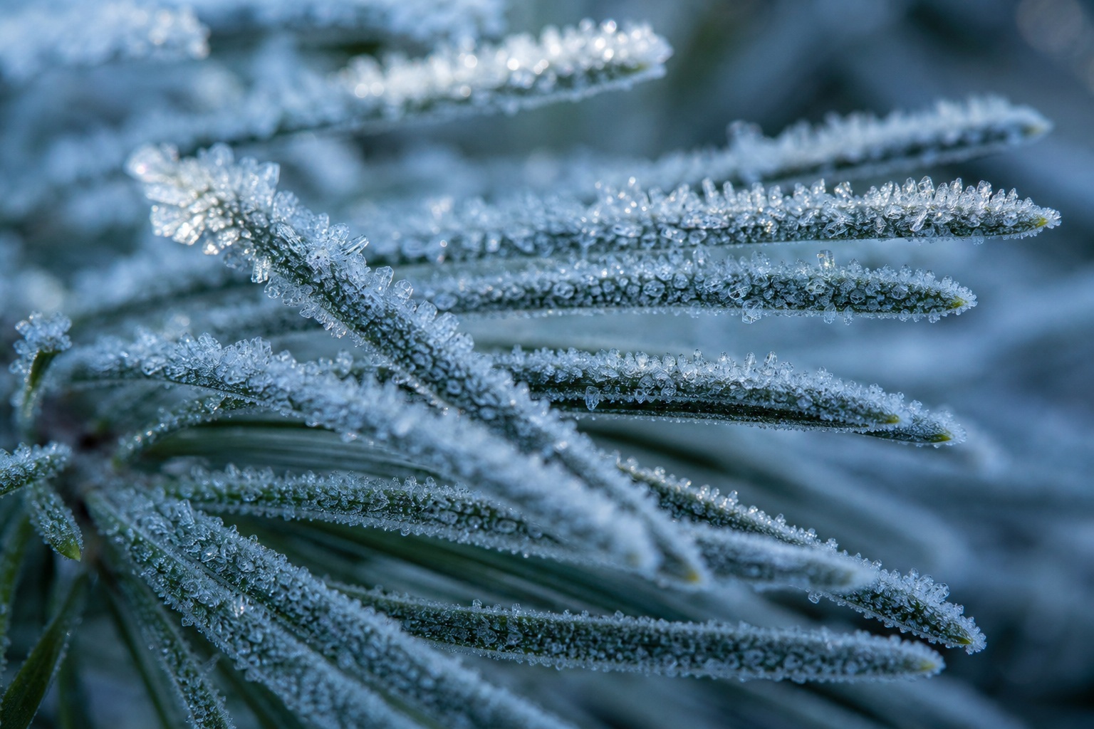 Preview for Frosted Evergreen Macro Stock Background