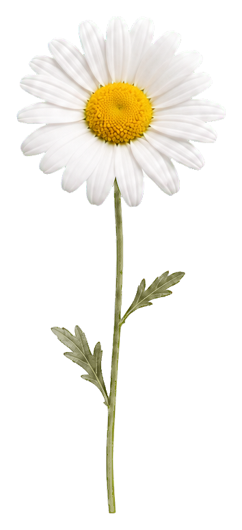 Single white daisy with a yellow center and green stem on a transparent background