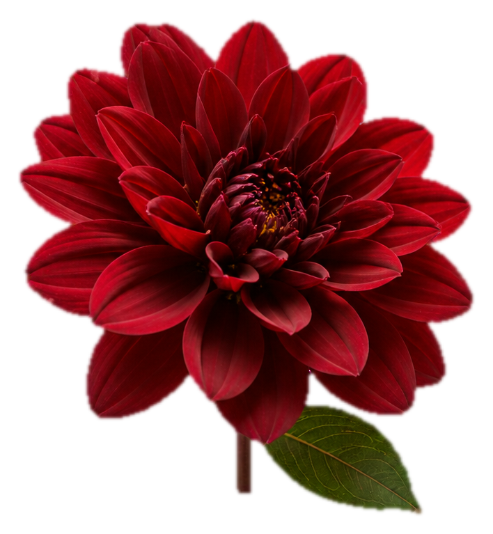 Preview for Burgundy Dahlia Sticker For Photo Designs