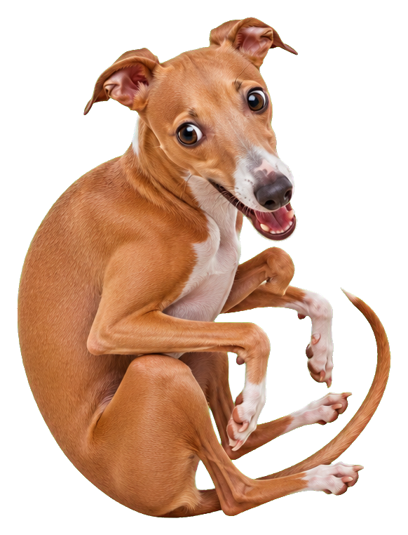 Playful Italian greyhound sitting curled with a funny, excited expression