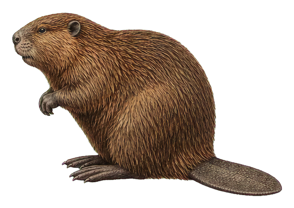 Preview for American Beaver Vintage Sticker
