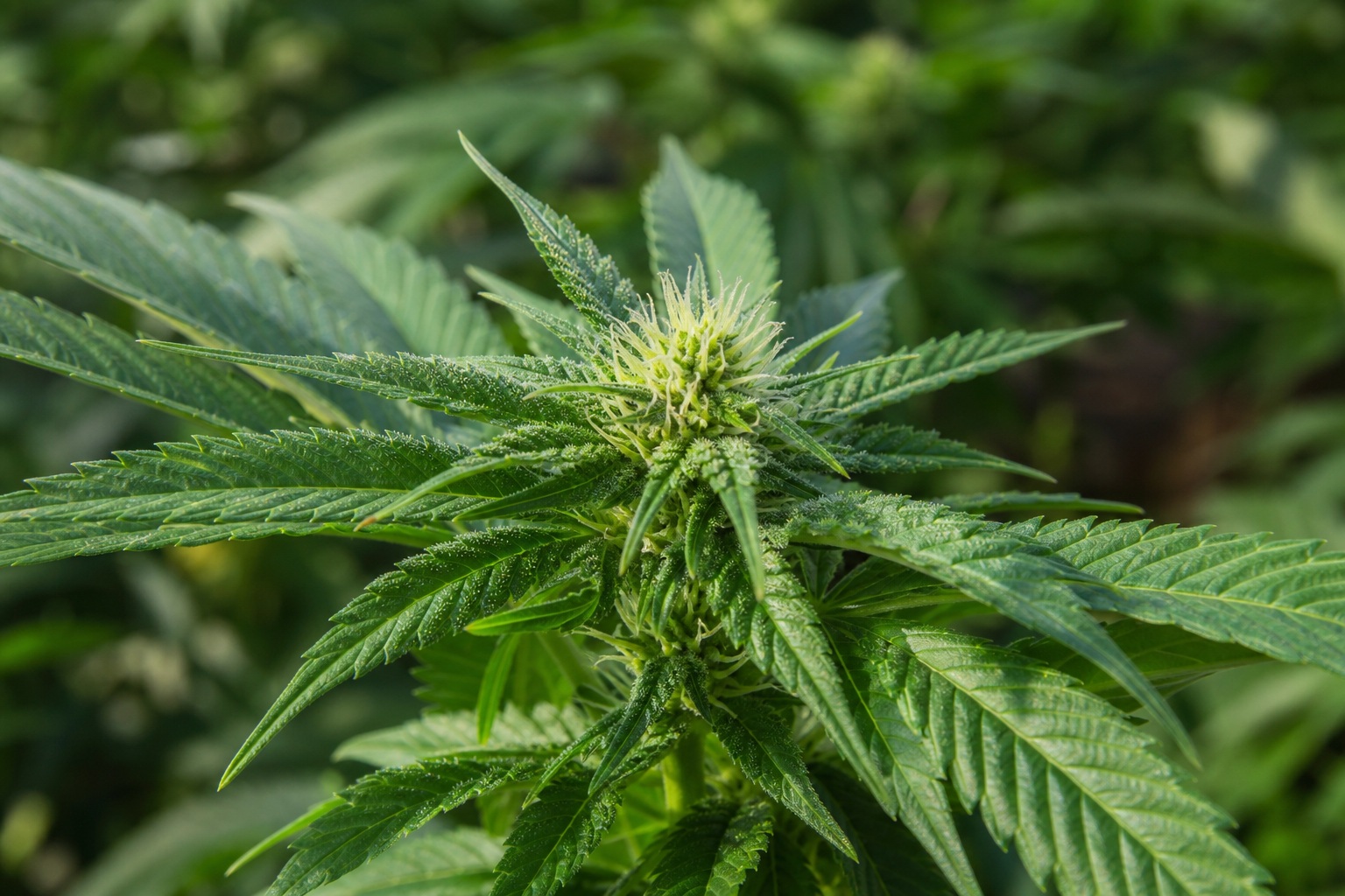Close-up view of a cannabis flowering top with green leaves and soft background blur.