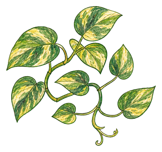 Preview for Variegated Pothos Vine Sticker