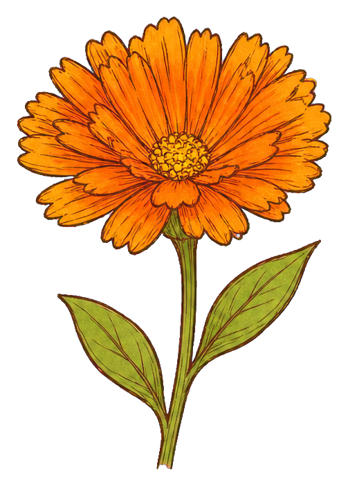 Preview for Orange Calendula Flower Sticker