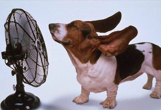 Preview for Basset-hound-cooling-off-summer-meme-background-58cbb