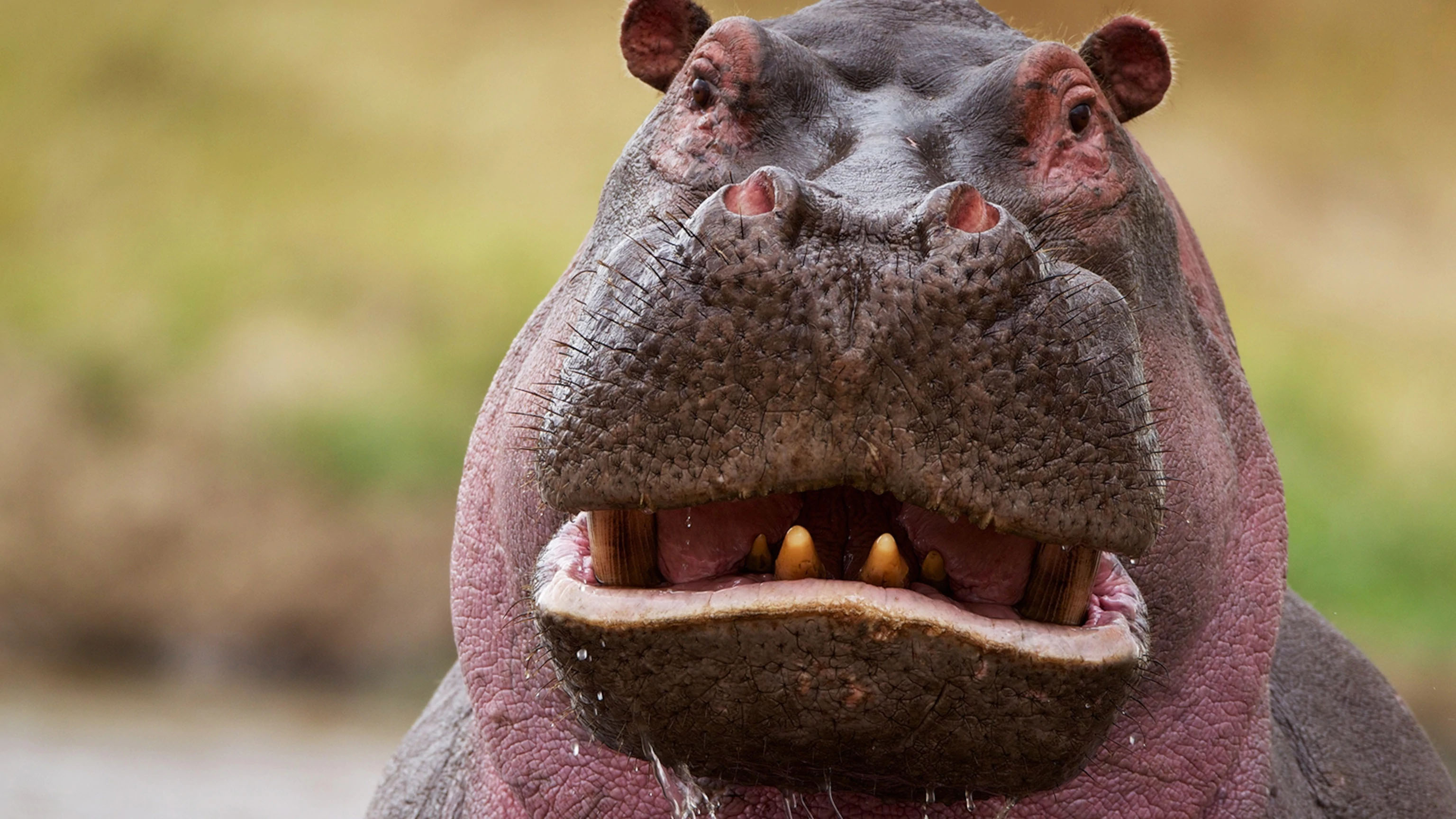 Preview for Hippopotamus-close-up-view-animal-meme-background-3f893