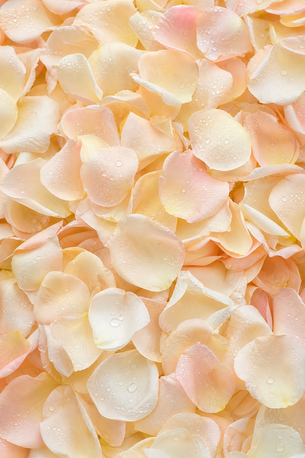 Ivory champagne rose petals covered with dewdrops in a soft floral field.