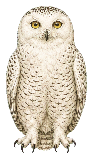 Preview for Vintage Owl Bird Sticker