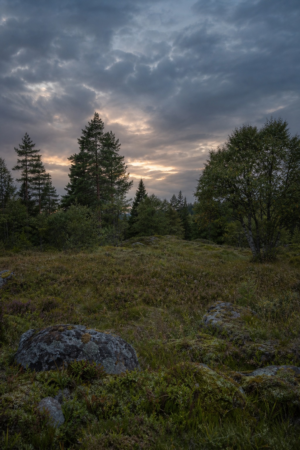 Preview for Cloudy Dusk Forest Clearing Background