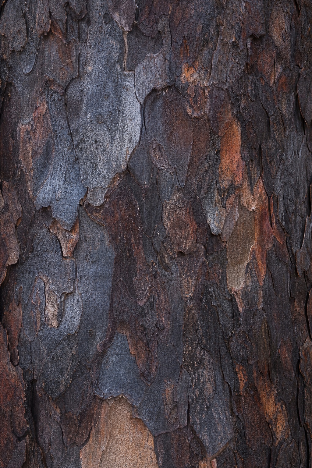 Close-up of dark charcoal eucalyptus bark with weathered layered texture