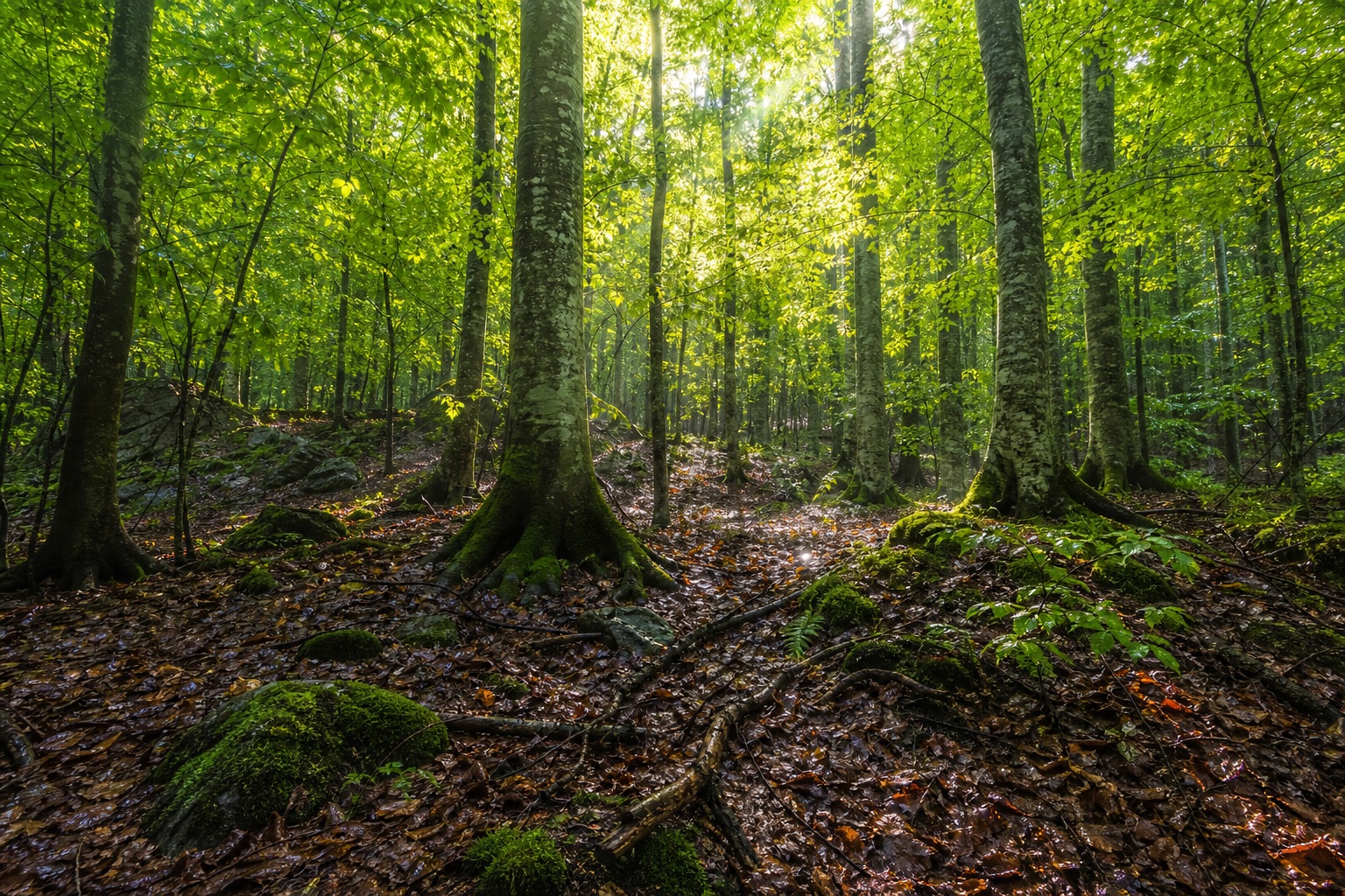 Preview for Dappled Forest Light Beech Woodland Background