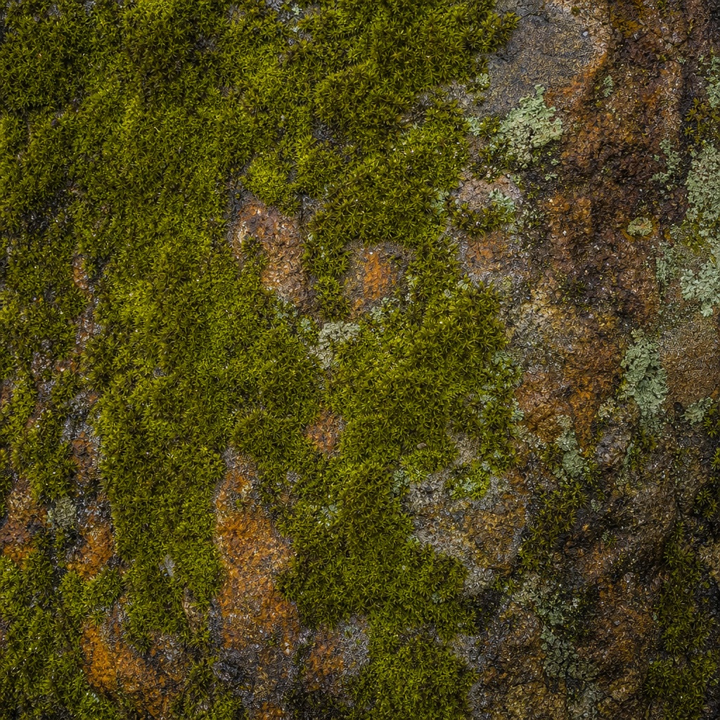 Preview for Moss Covered Stone Background
