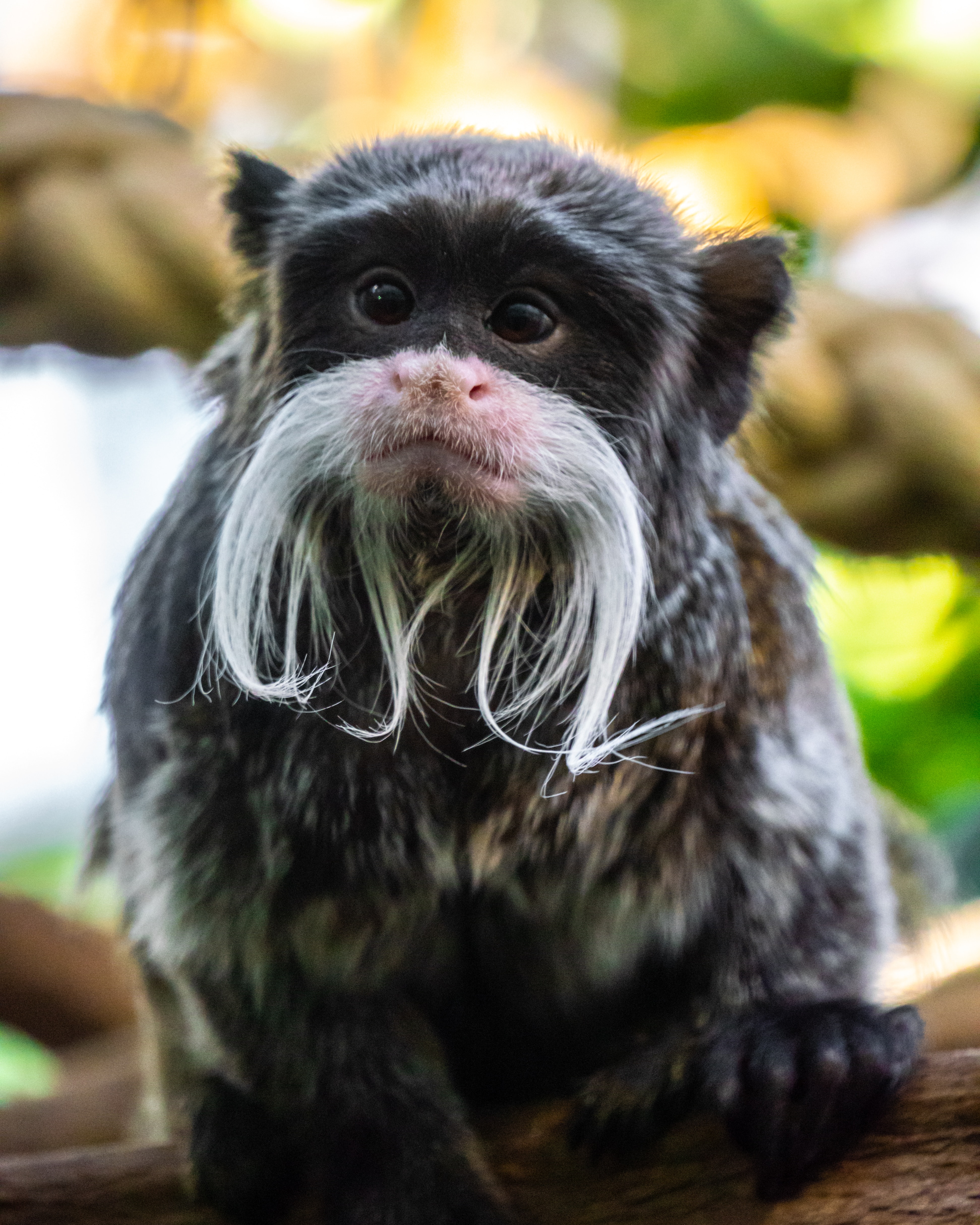 Preview for Emperor-tamarin-monkey-animal-meme-background-ba3c6
