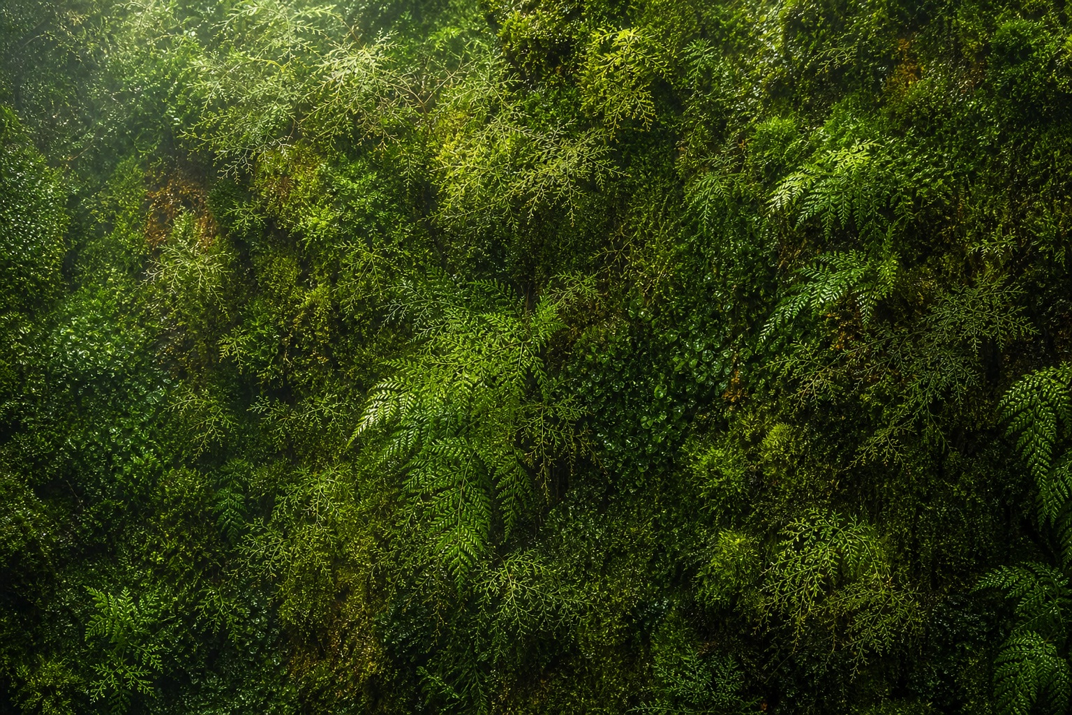 Preview for Moss Fern Texture Background