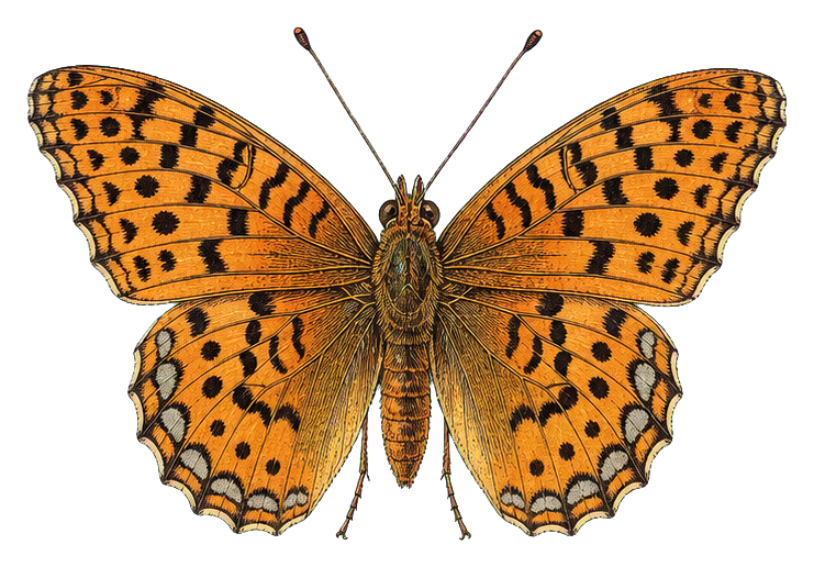 Preview for Great Spangled Fritillary Sticker