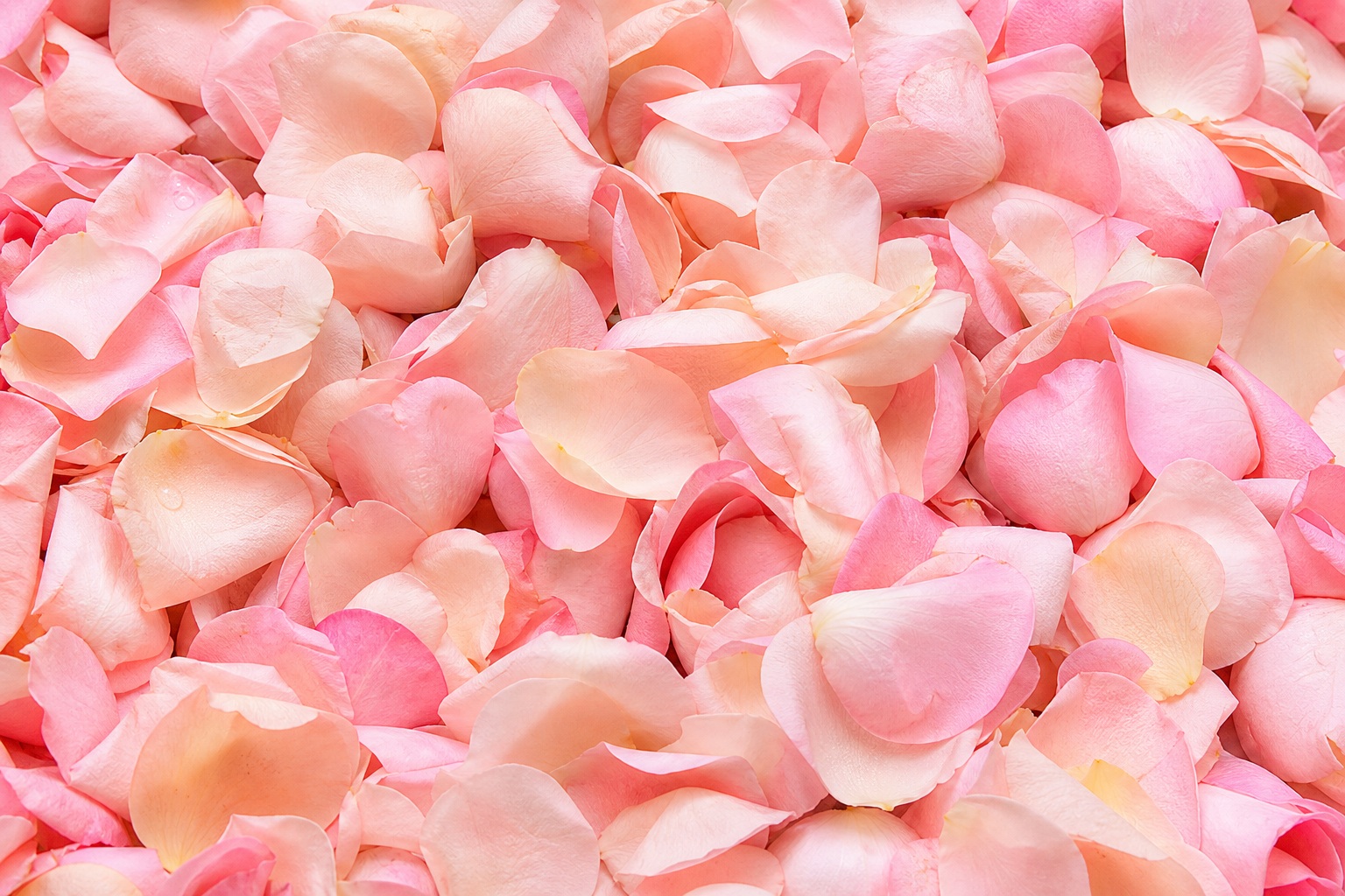 Soft blush pink and peach rose petals filling the frame in a layered floral background.