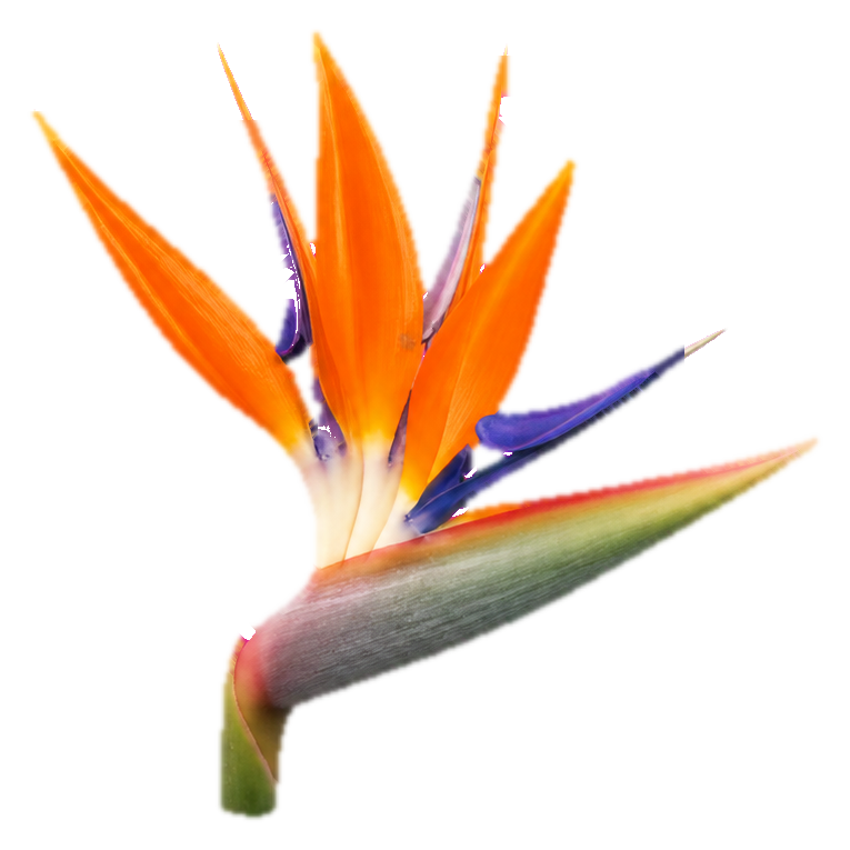 Preview for Bird Of Paradise Flower Sticker