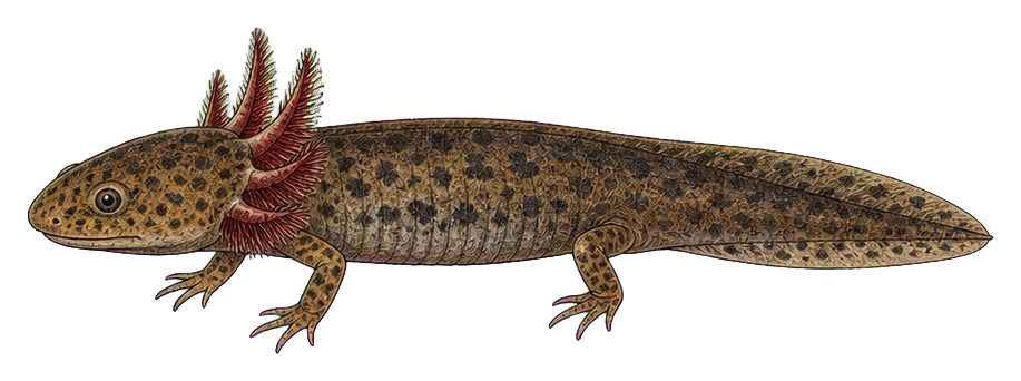 Preview for Mudpuppy Salamander Vintage Sticker