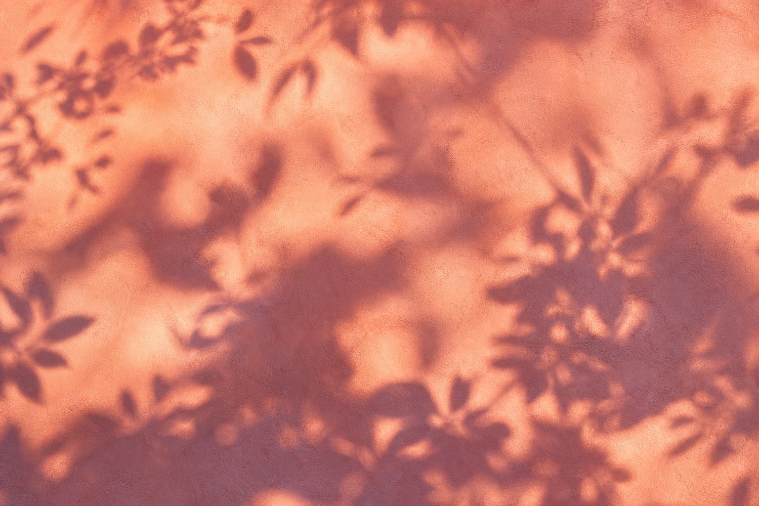 Preview for Peach Coral Botanical Shadow Background