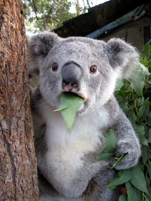 Preview for Koala-eating-leaves-animal-meme-background-17555