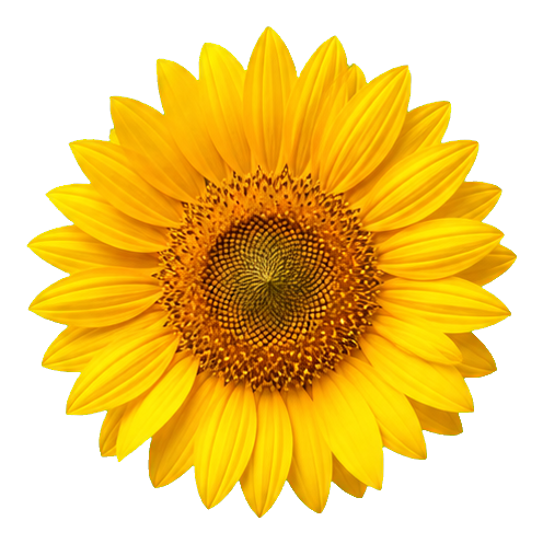 Preview for Photorealistic Sunflower Sticker Graphic