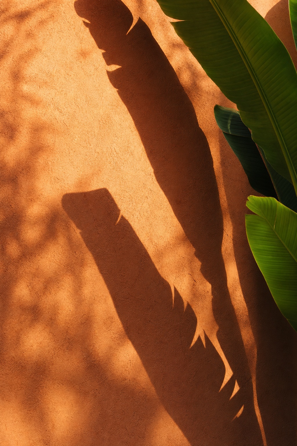 Vertical banana leaf shadows falling across a warm orange background.
