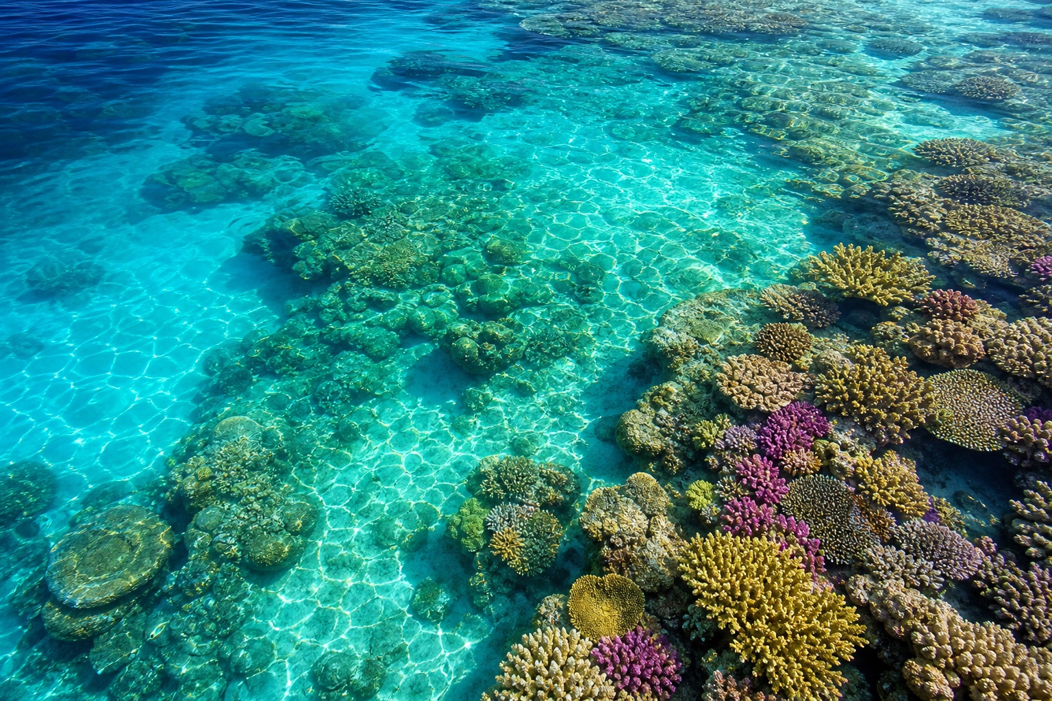 Preview for Tropical Reef Water Stock Background