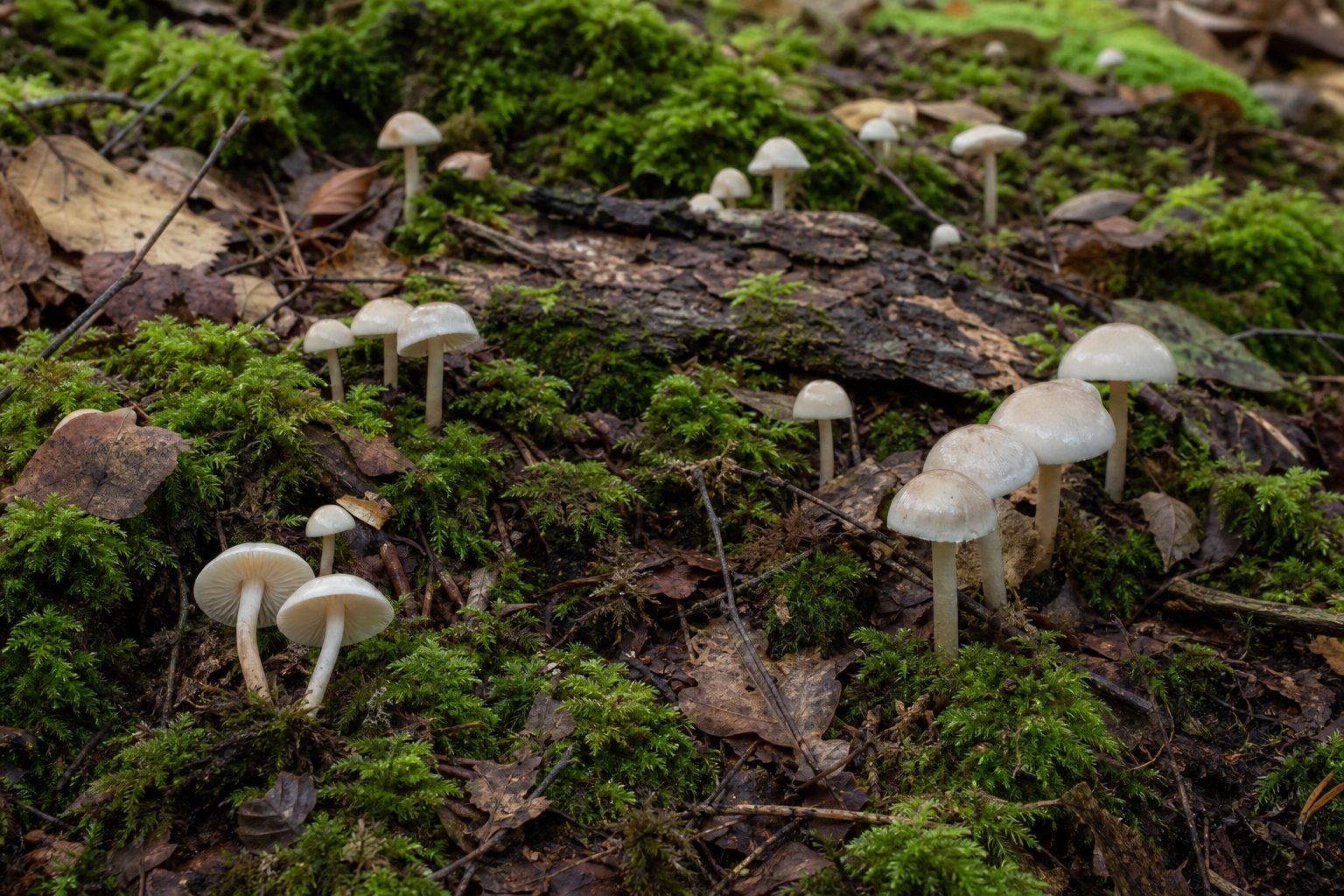 Pale mushrooms growing in moss on a damp forest floor