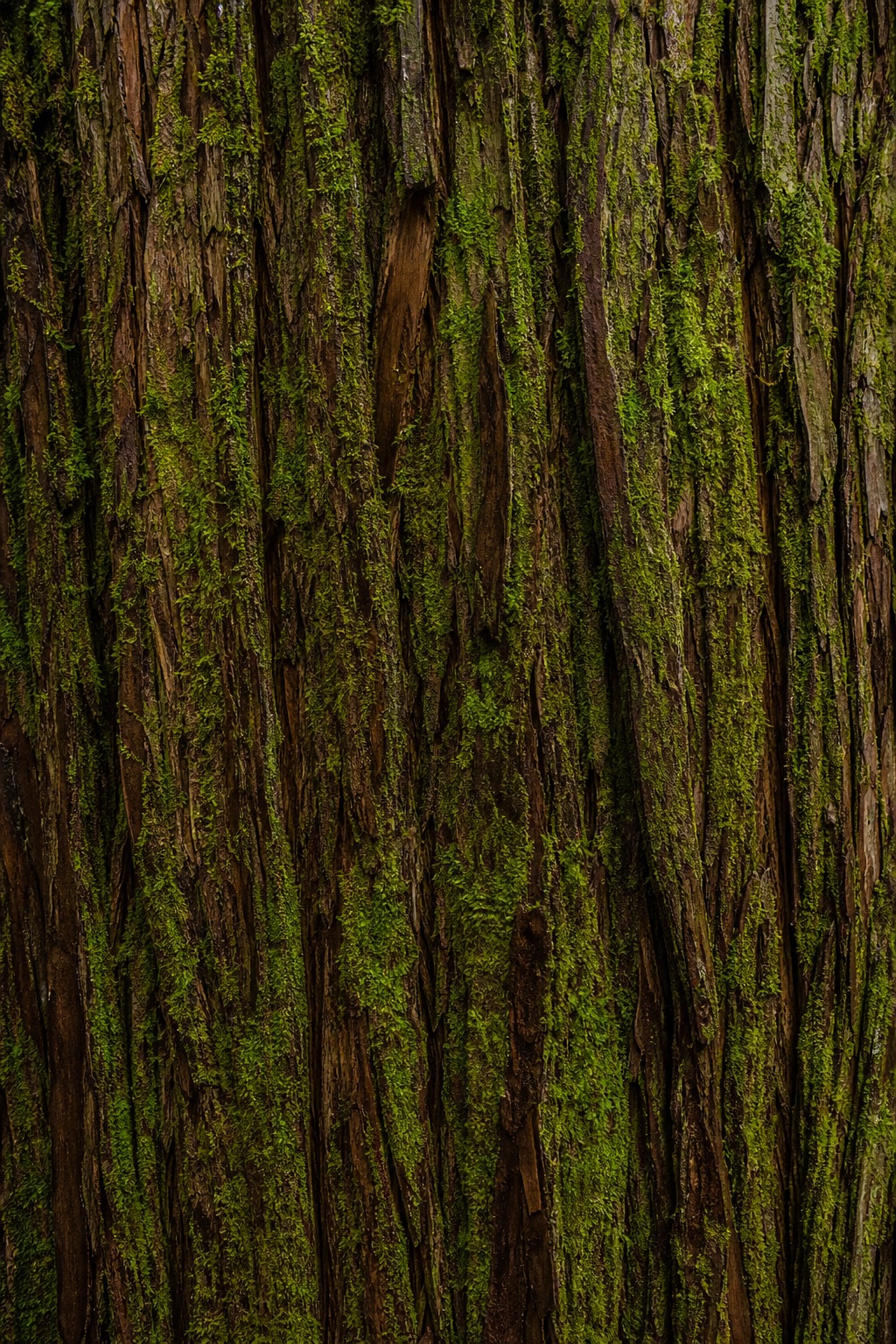 Preview for Rainforest Cedar Bark Background