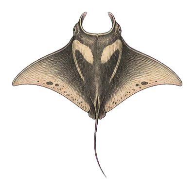 Preview for Manta Ray Vintage Sticker