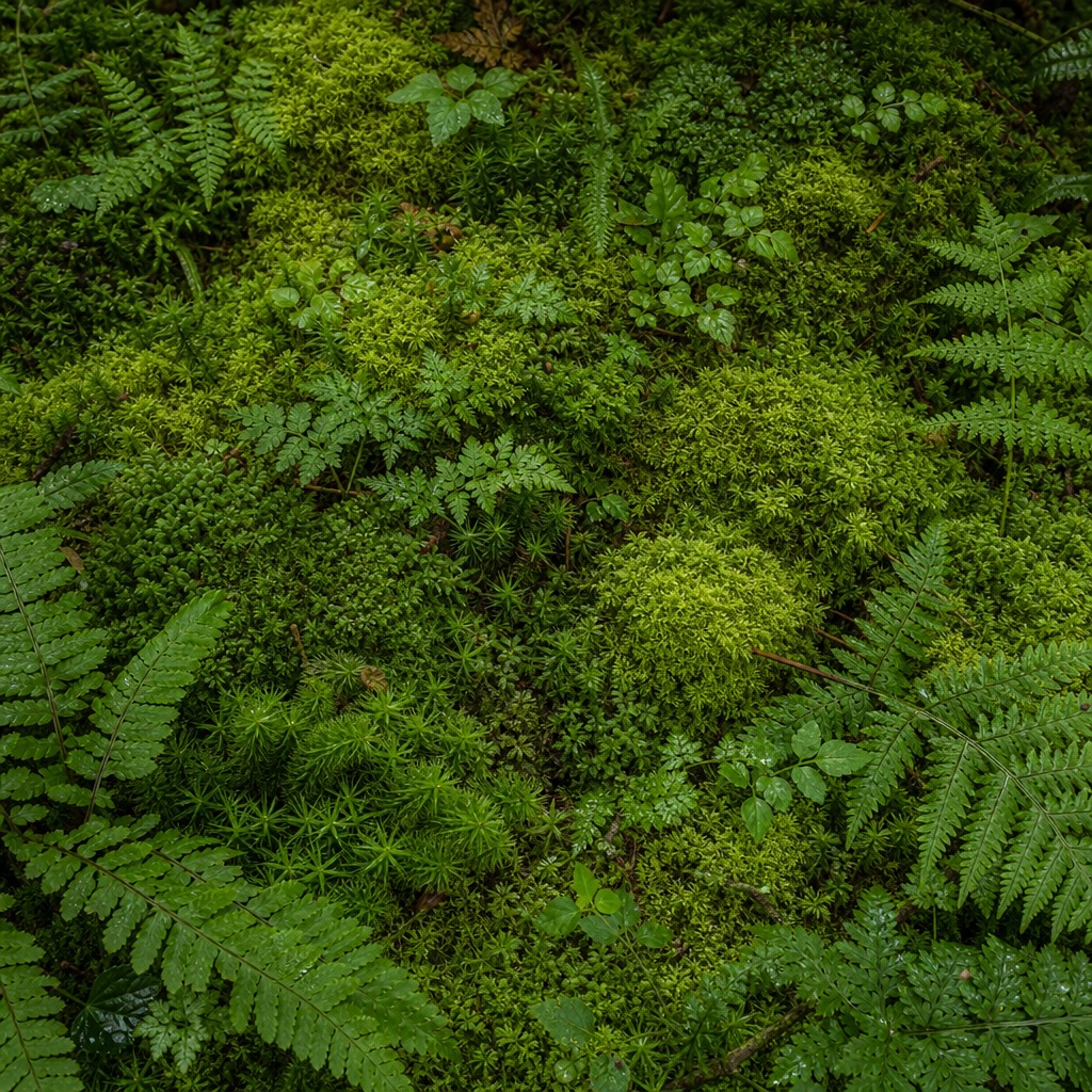 Preview for Cushion Moss Canopy Background